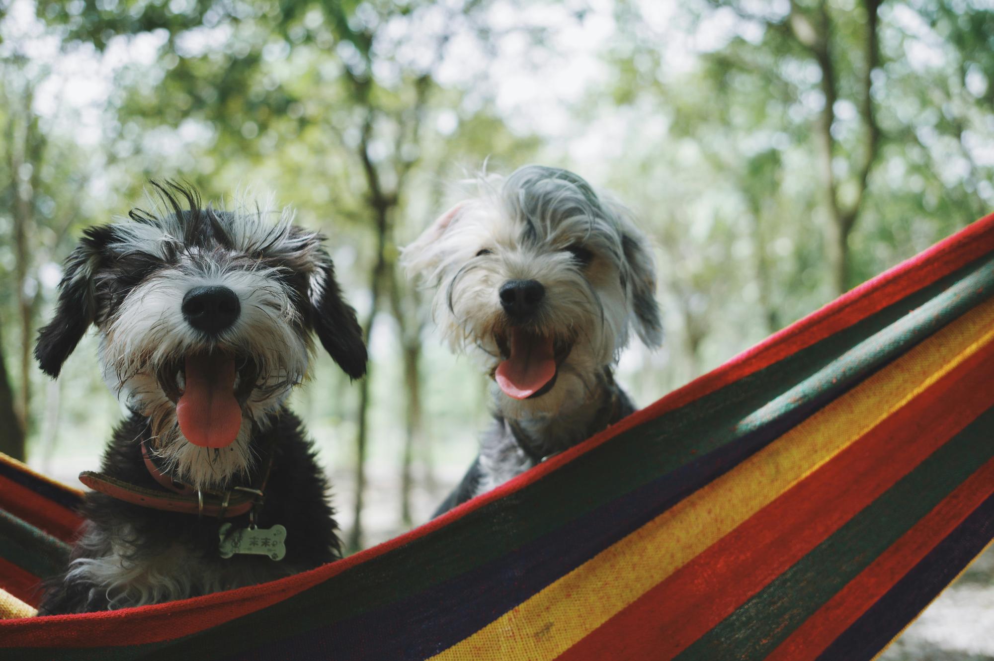 A happy dog enjoying time outdoors with its owner