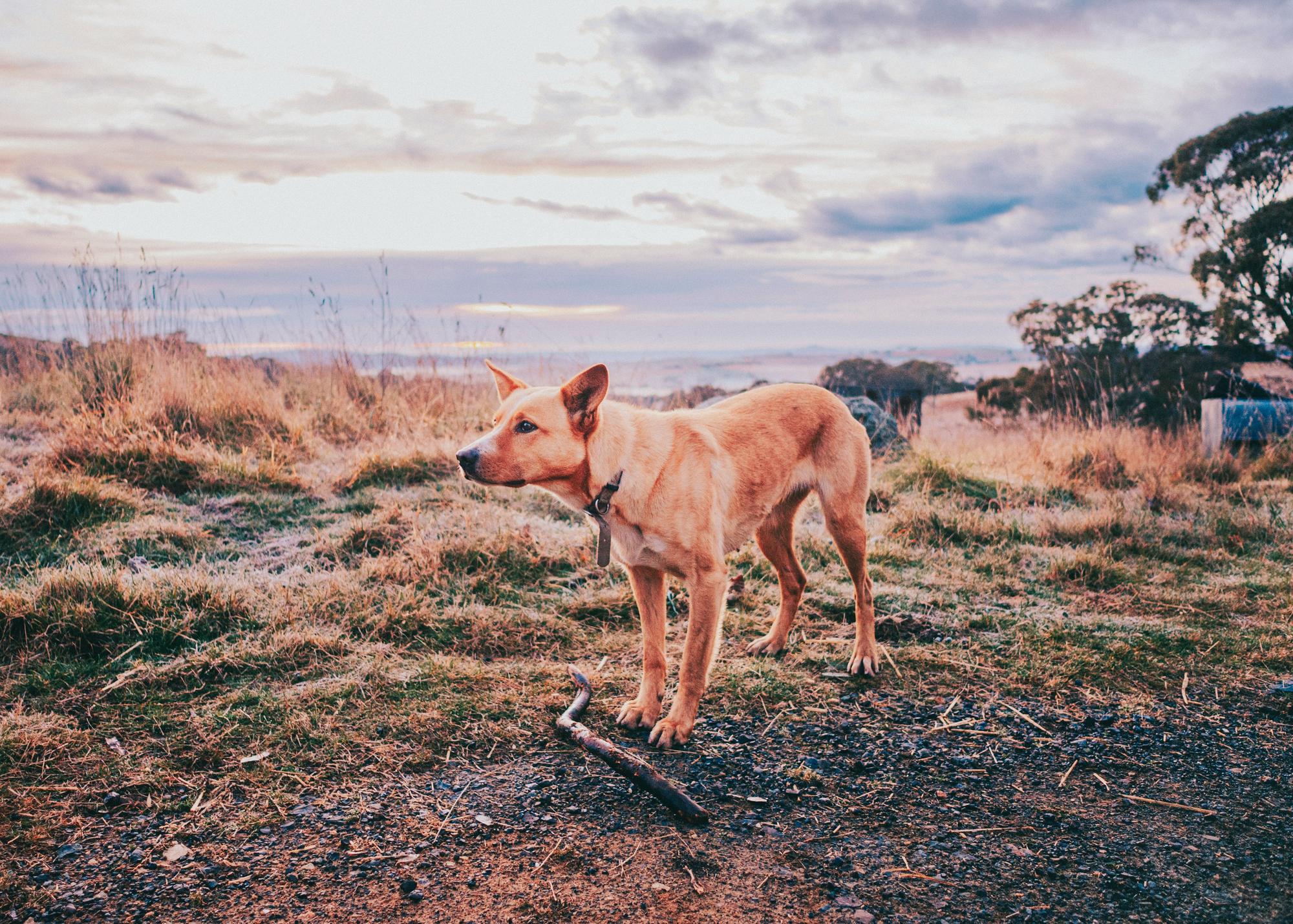 A dog relaxing comfortably at home