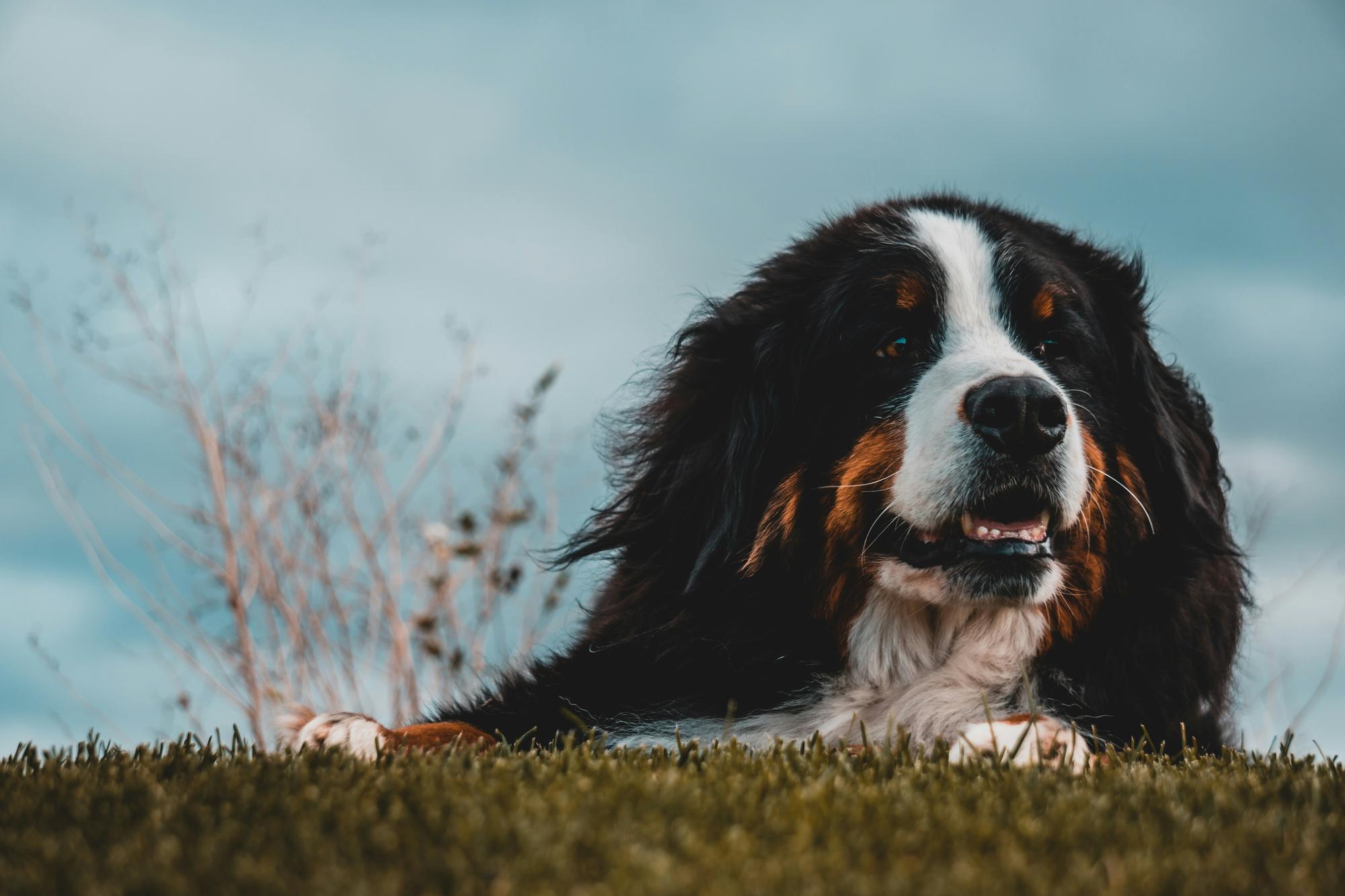 A happy dog relaxing with its owners at home