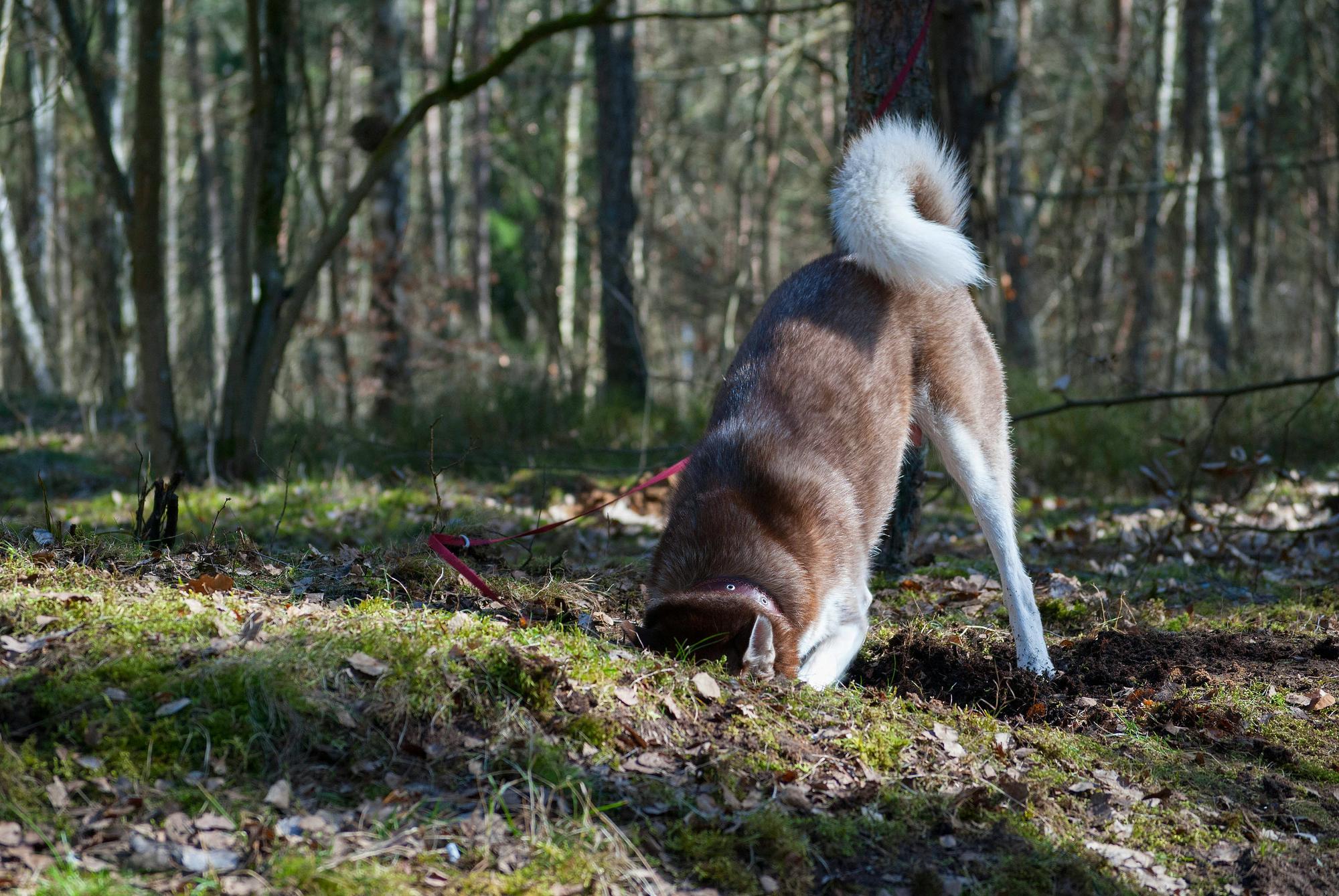 A person talking with a dog breeder