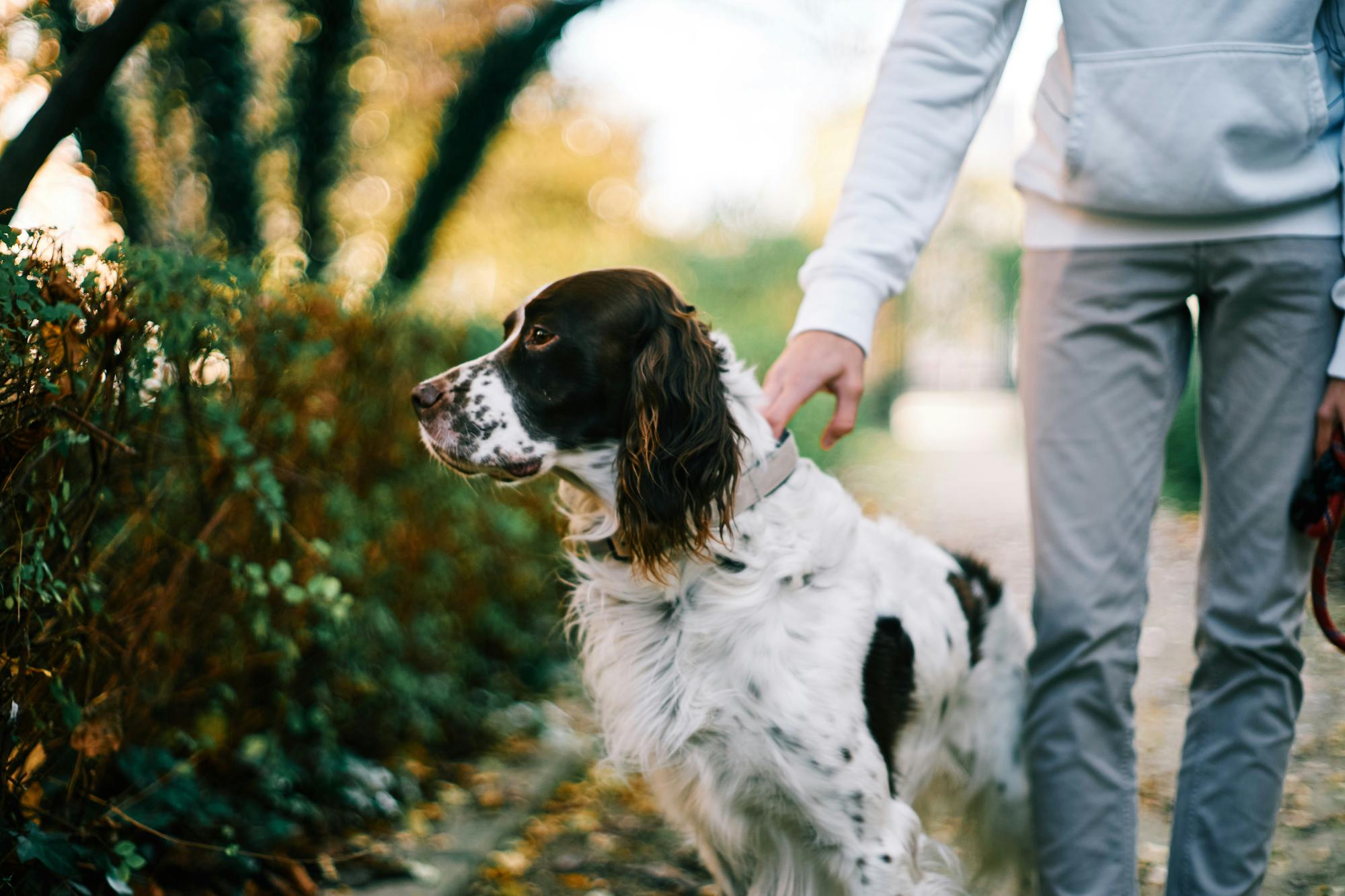 A prospective owner meeting a dog in person