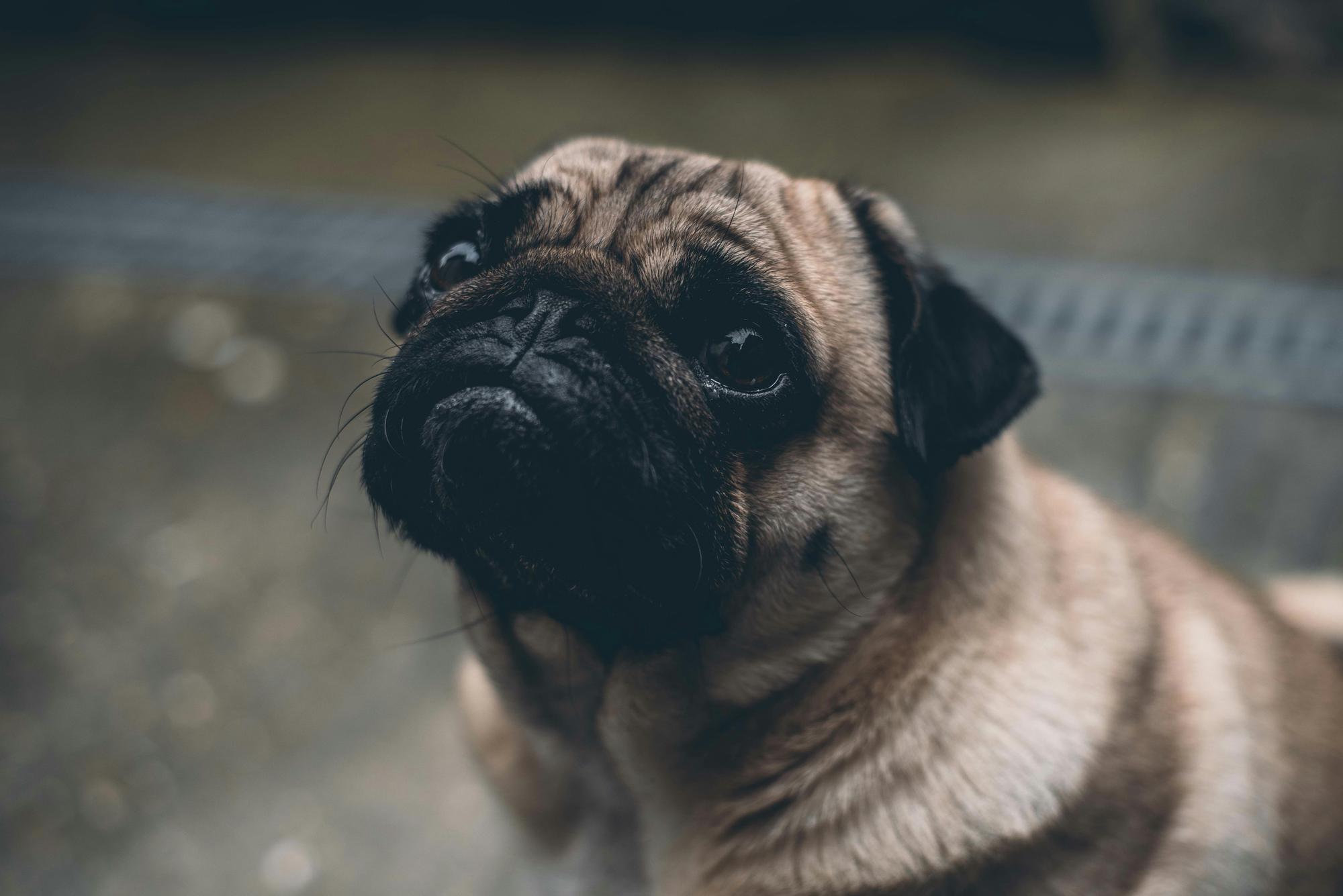 A dog relaxing at home