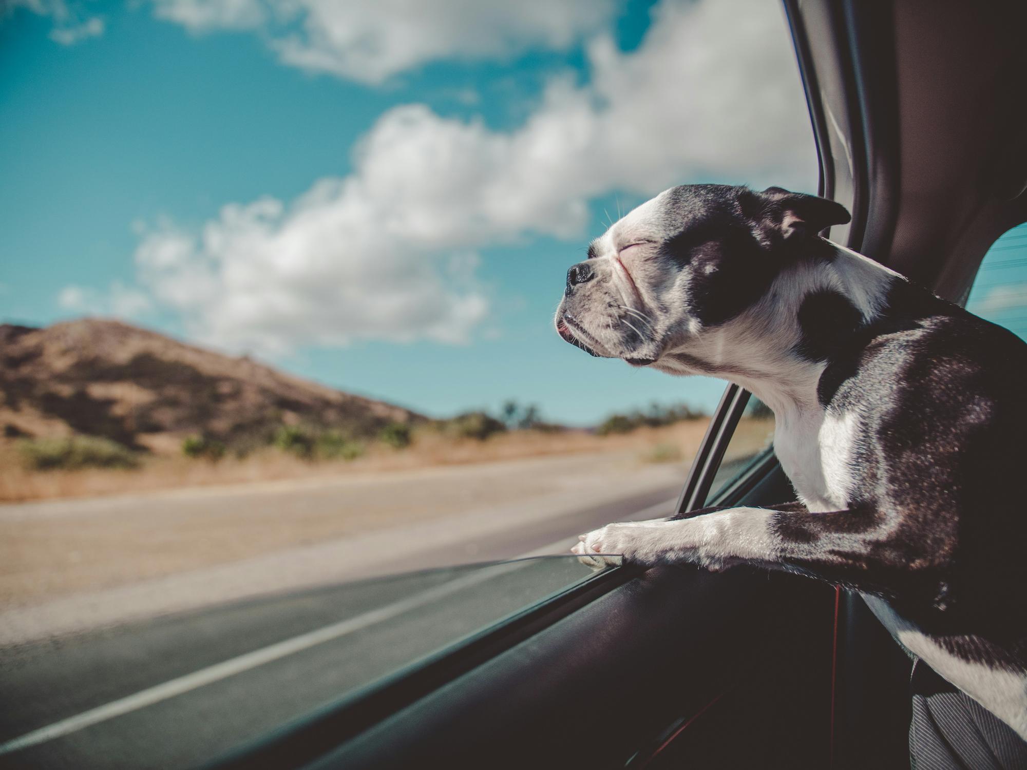 A dog resting comfortably in the shade
