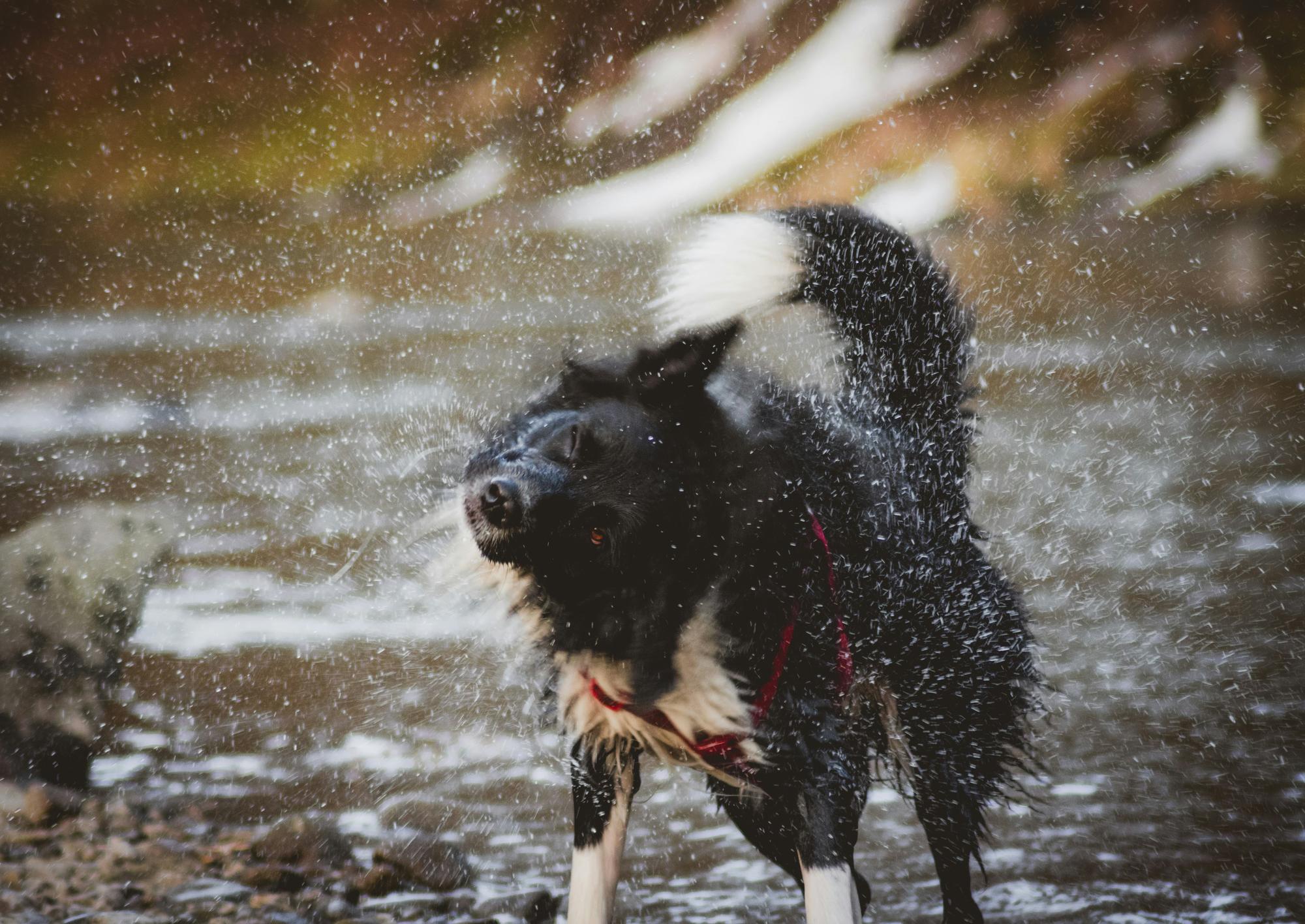 An owner spending calm time with their dog