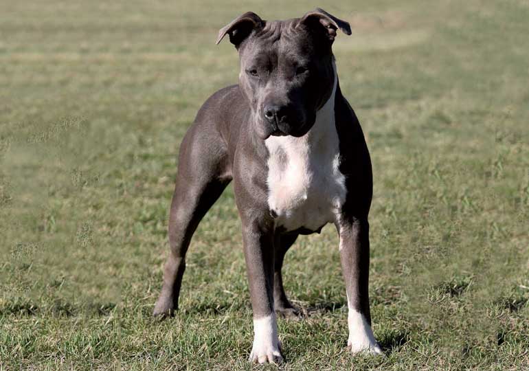 American Staffordshire Terrier