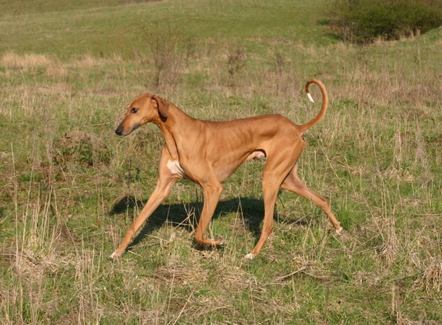 Azawakh