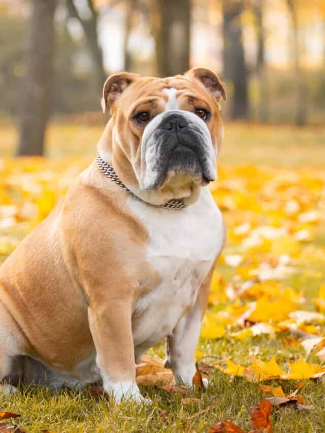 Australian Bulldog