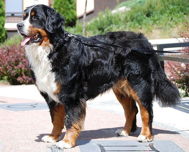 Bernese Mountain Dog