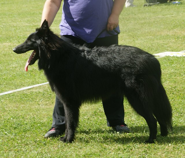 Belgian Shepherd Dog (Groenendael)