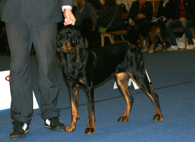 Black and Tan Coonhound