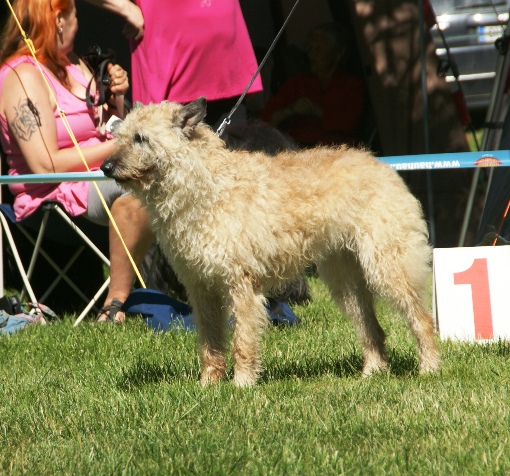 Belgian Shepherd Dog (Laekenois)