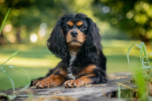 Cavalier King Charles Spaniel