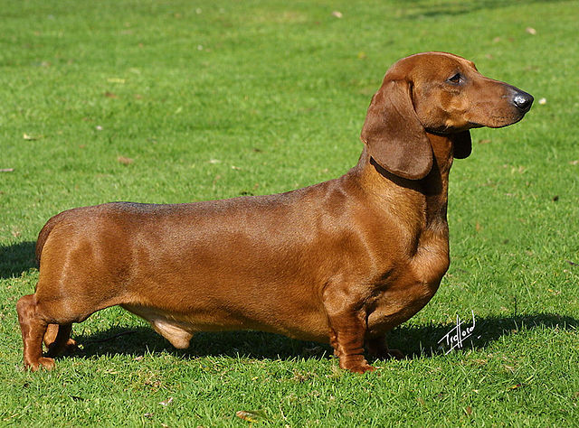 Dachshund (Toy, Miniature, Standard)