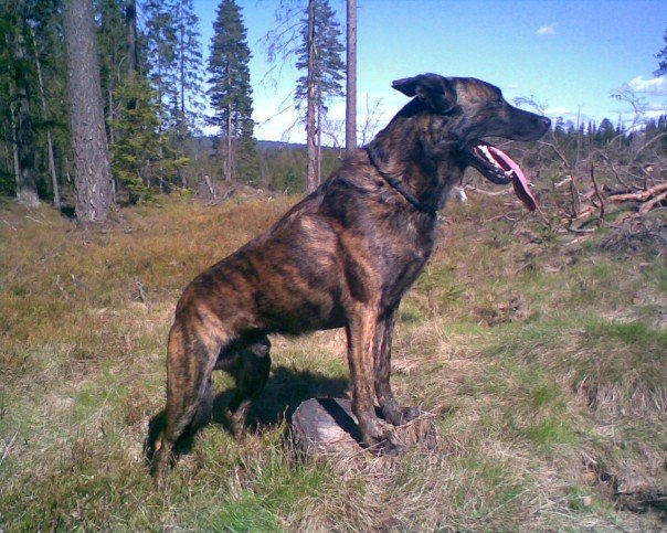 Dutch Shepherd