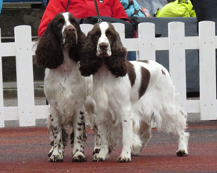 English Springer Spaniel