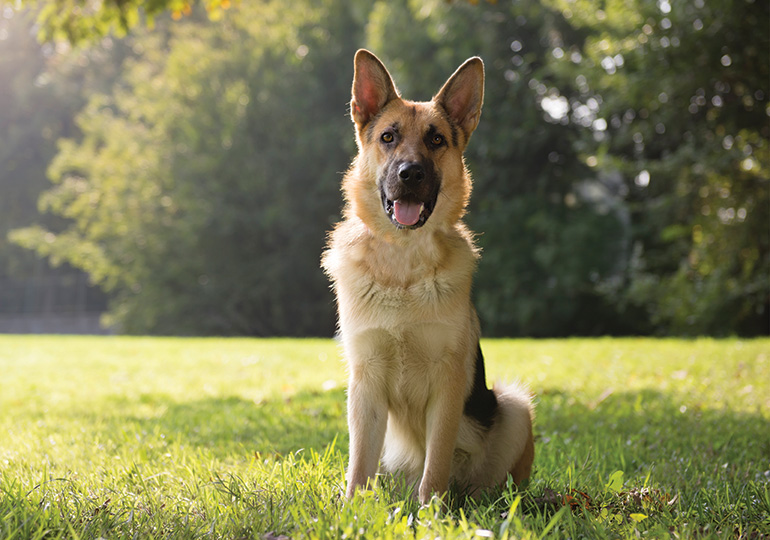 German Shepherd