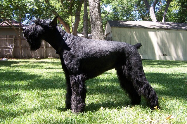 Schnauzer (Giant)