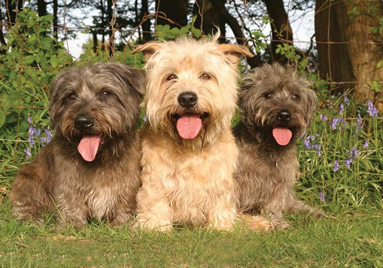 Glen of Imaal Terrier