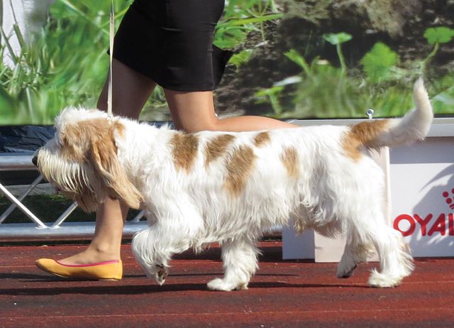 Grand Basset Griffon Vendeen