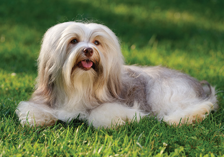 Havanese