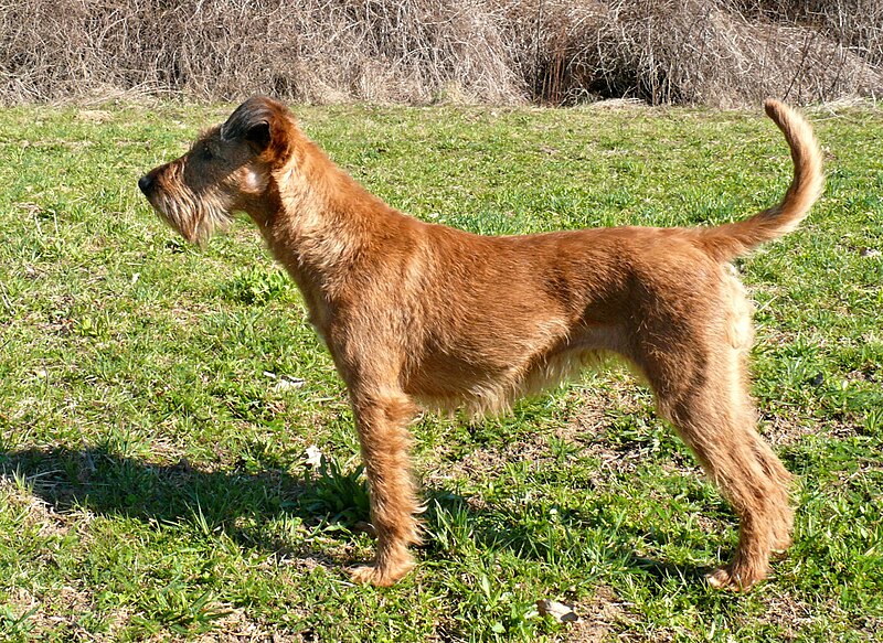 Irish Terrier