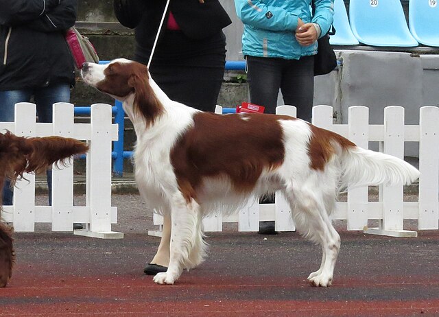 Irish Red and White Setter