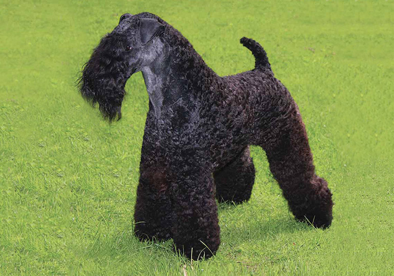 Kerry Blue Terrier