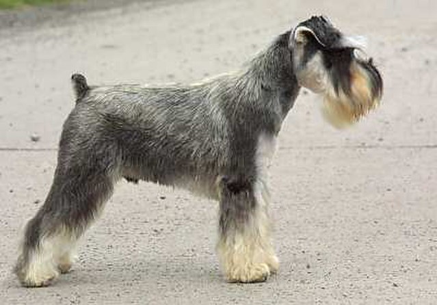 Schnauzer (Miniature)