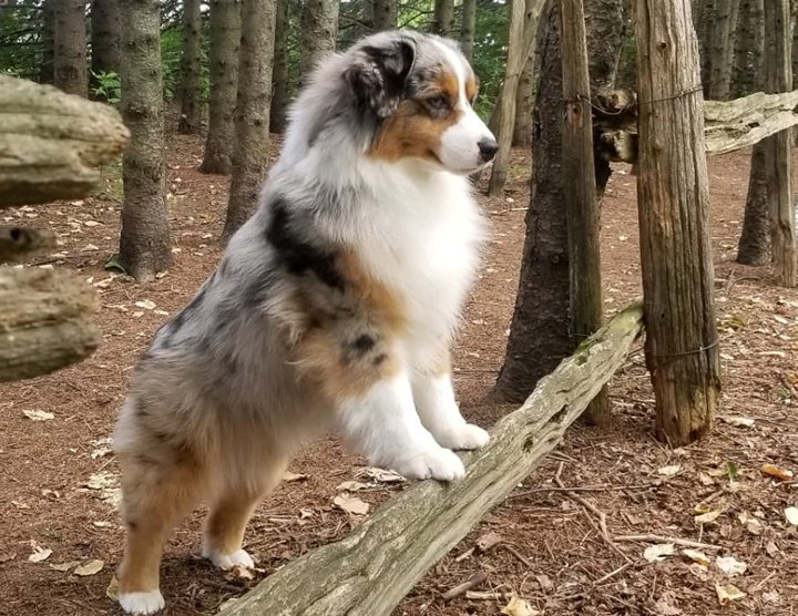Miniature American Shepherd