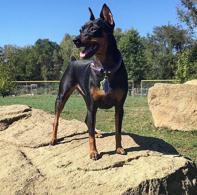 Miniature Pinscher