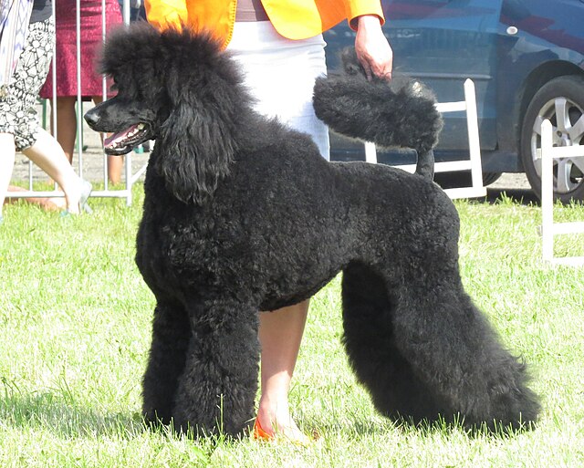 Poodle (Standard)