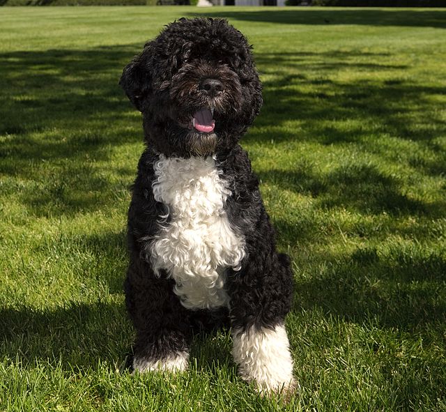 Portuguese Water Dog