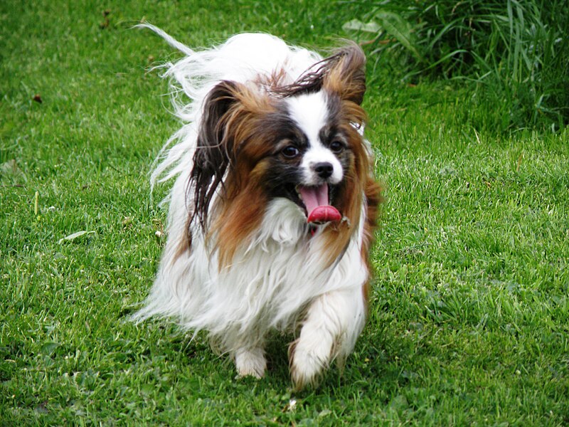 Papillon