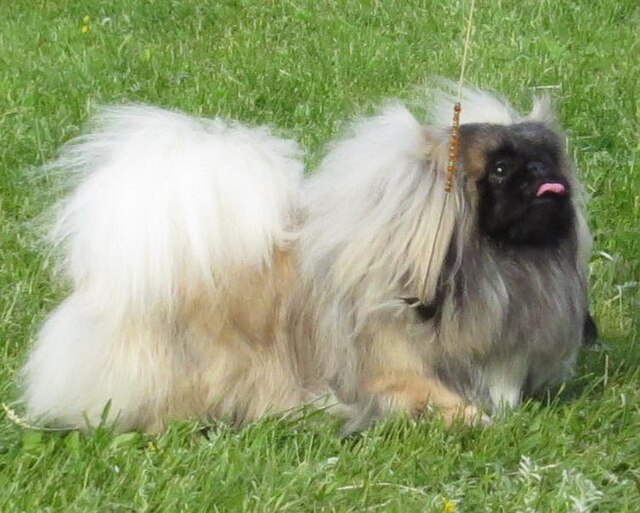 Pekingese
