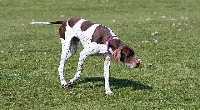 Pointer