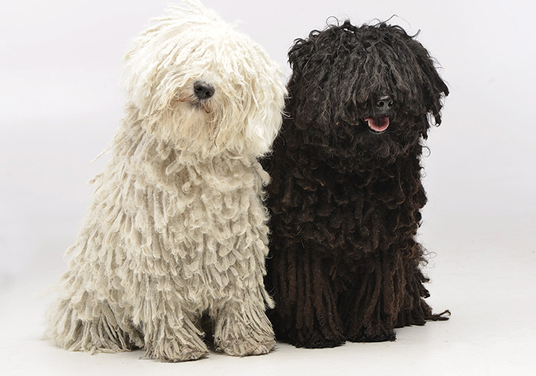 Puli