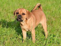Puggle