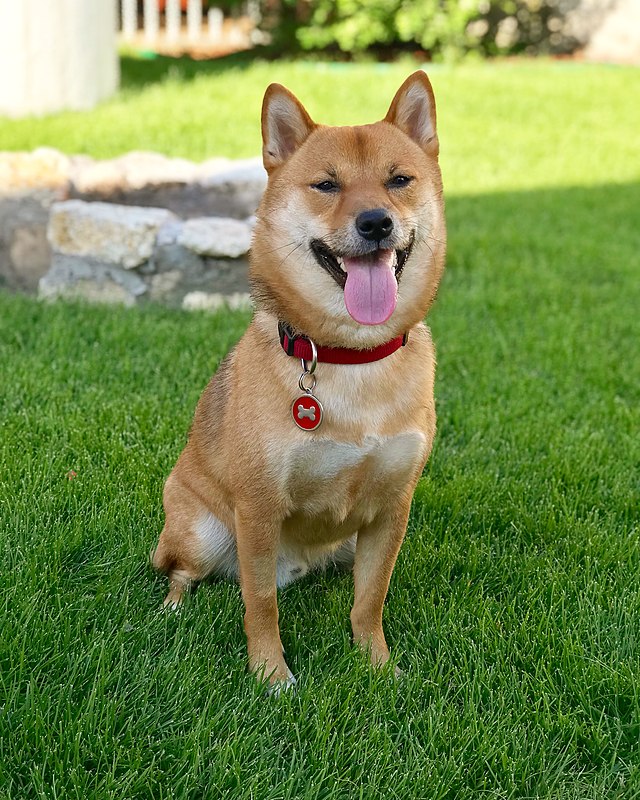Shiba Inu