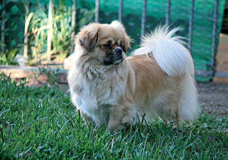 Tibetan Spaniel