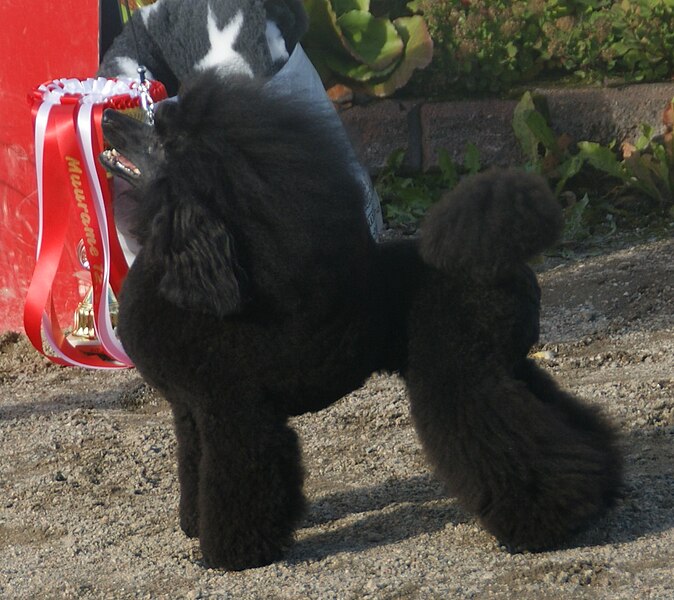 Poodle (Toy)