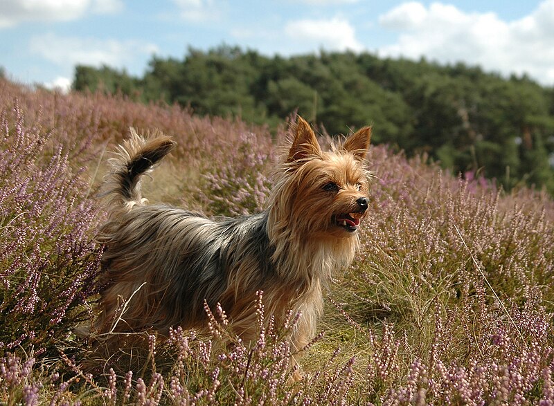 Yorkshire Terrier