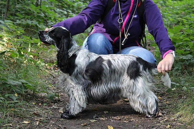 Cocker Spaniel