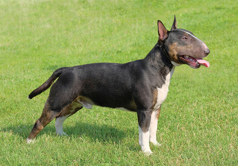 Bull Terrier (Miniature)
