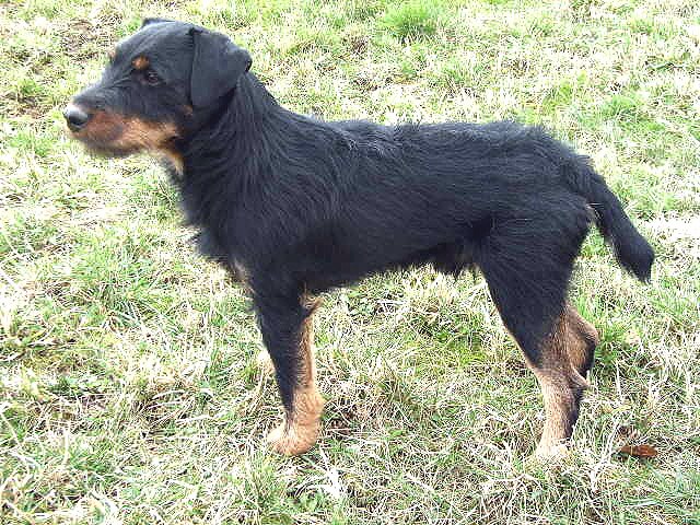 German Hunting Terrier
