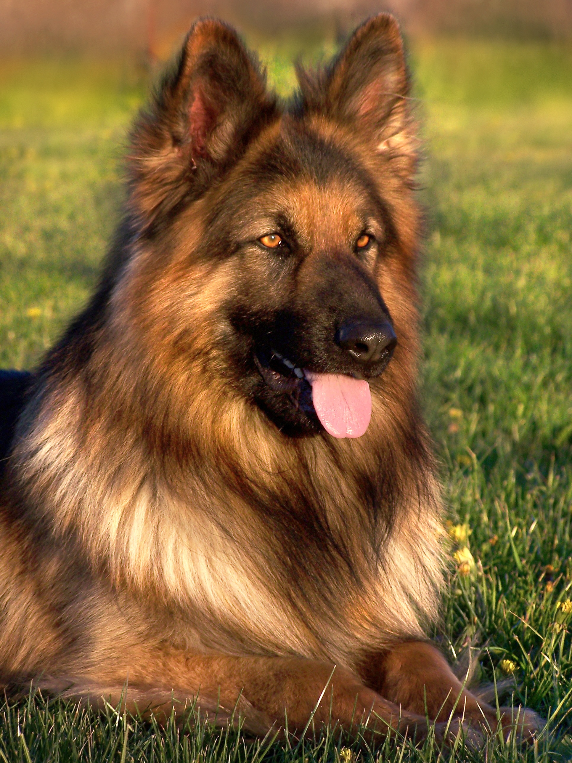 German Shepherd Dog (Long Stock Coat)
