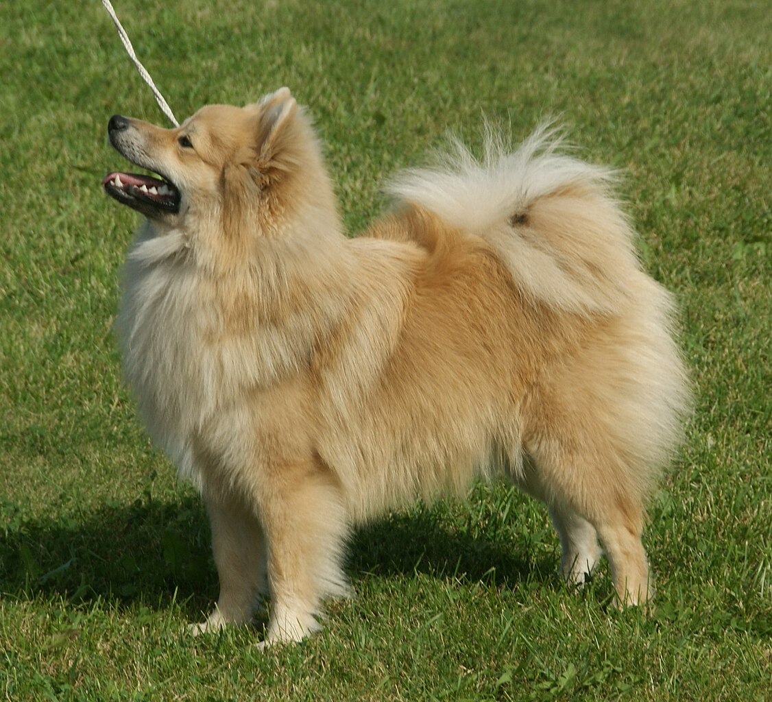 German Spitz