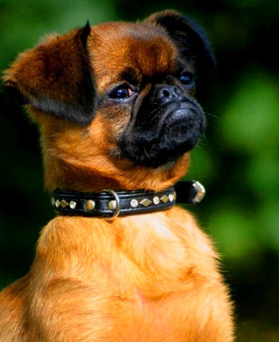 Griffon Bruxellois