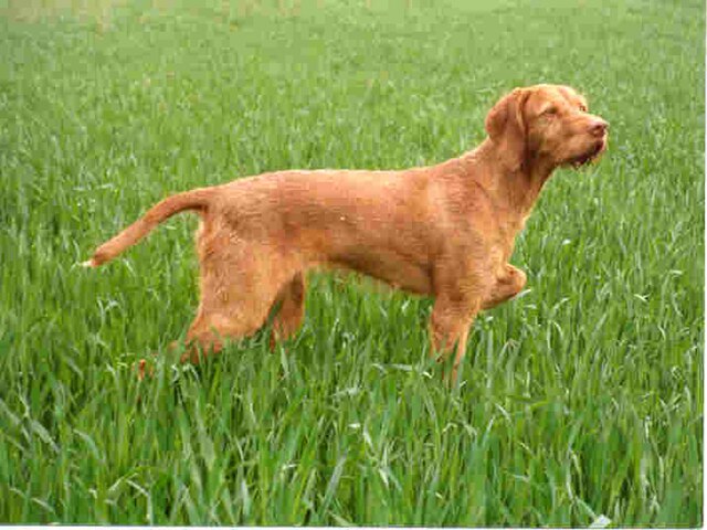 Hungarian Wirehaired Vizsla