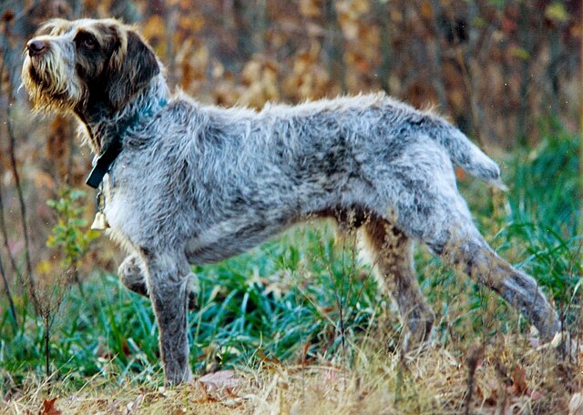 Italian Spinone