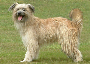Pyrenean Sheepdog (Longhaired)